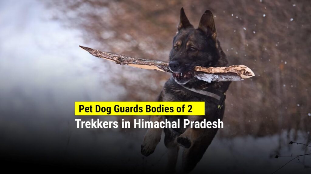 Pet Dog Guards Bodies